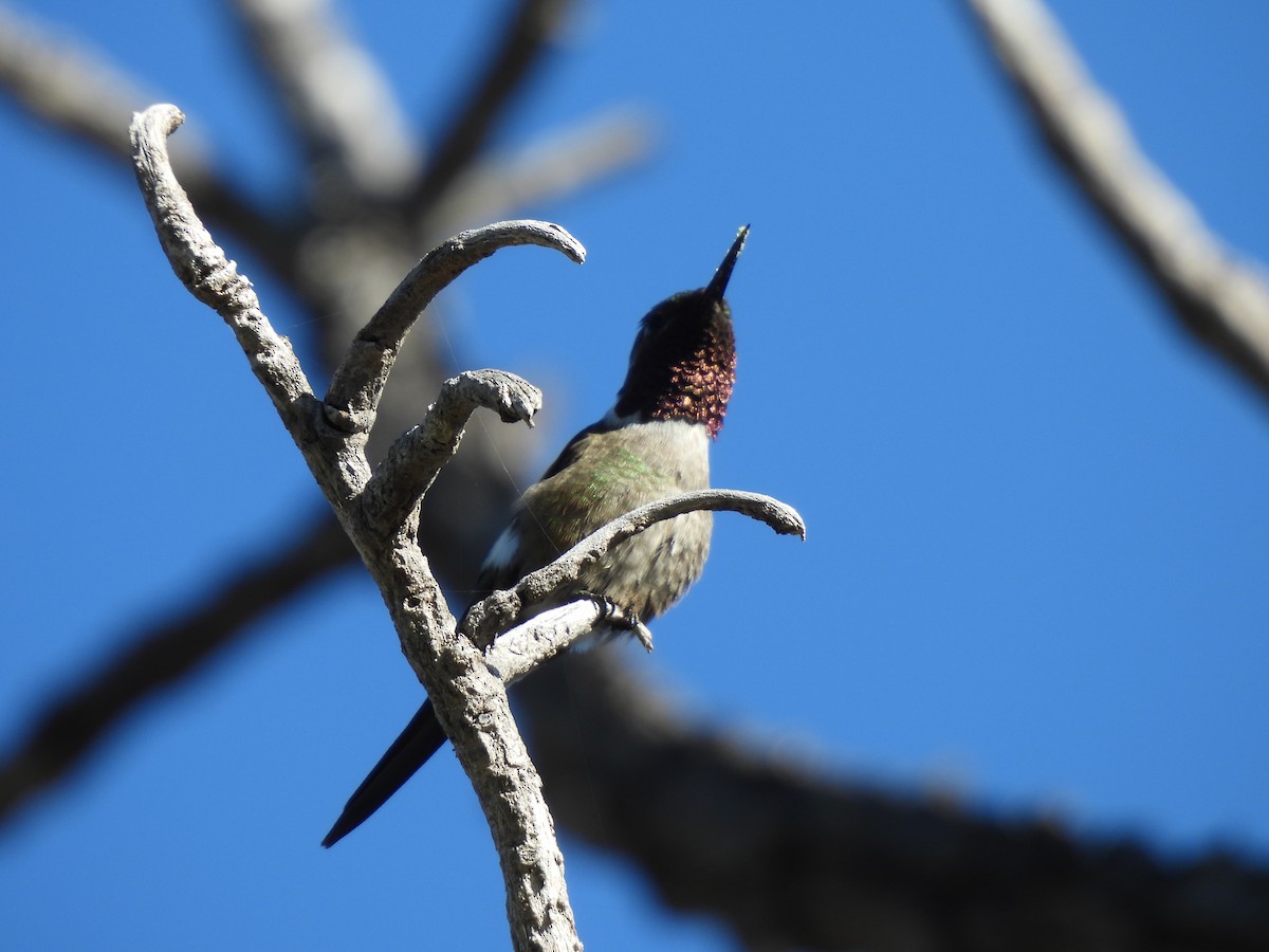 Colibri améthyste - ML620442522