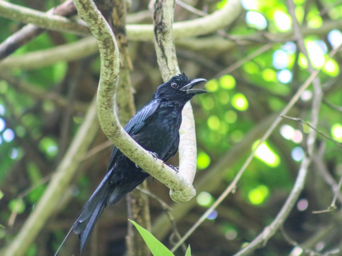 Greater Racket-tailed Drongo - ML620442525