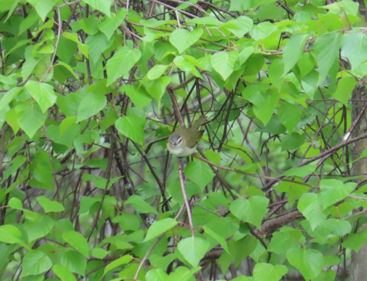 Red-eyed Vireo - ML620442526