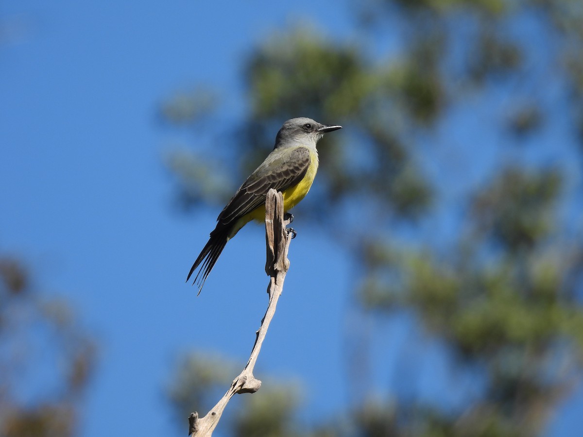 Tropical Kingbird - ML620442529