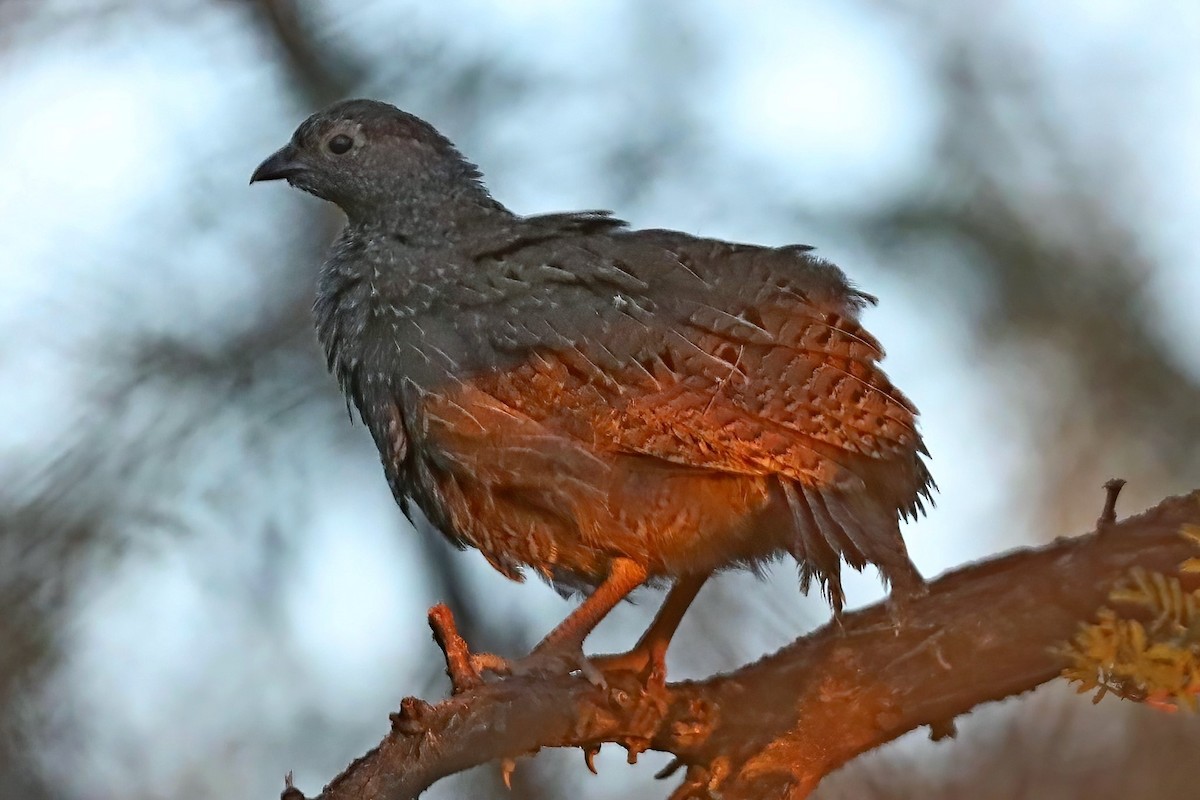 Francolin à bec rouge - ML620442532