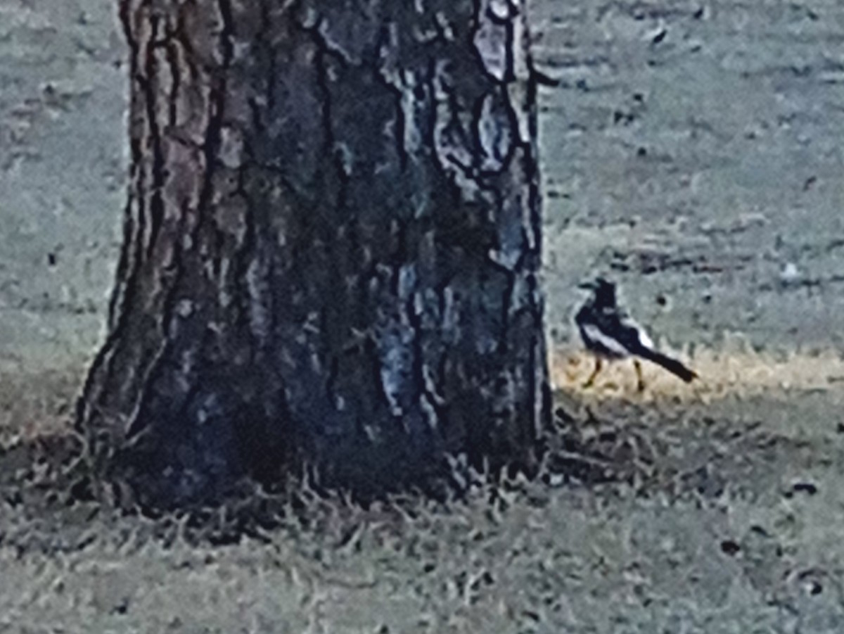 White Wagtail - ML620442533