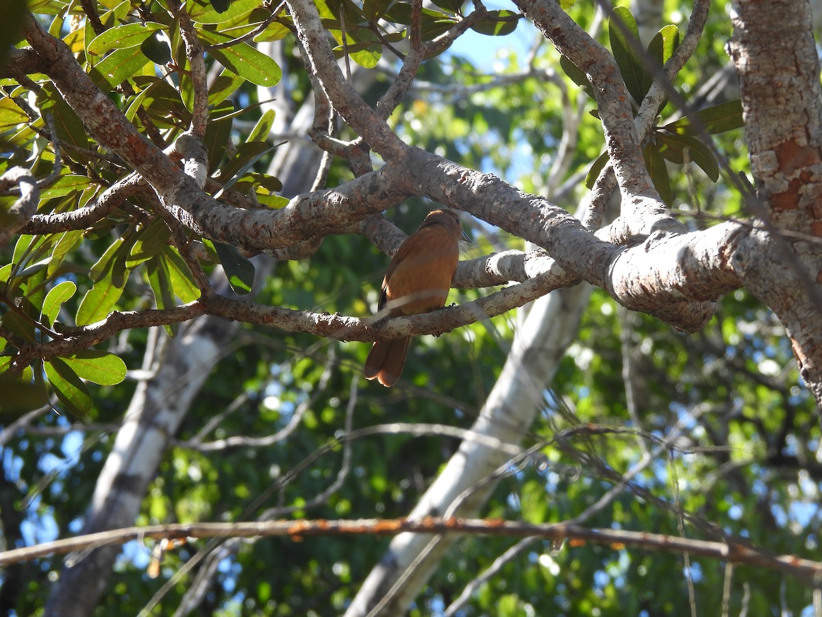 Silver-beaked Tanager - ML620442536