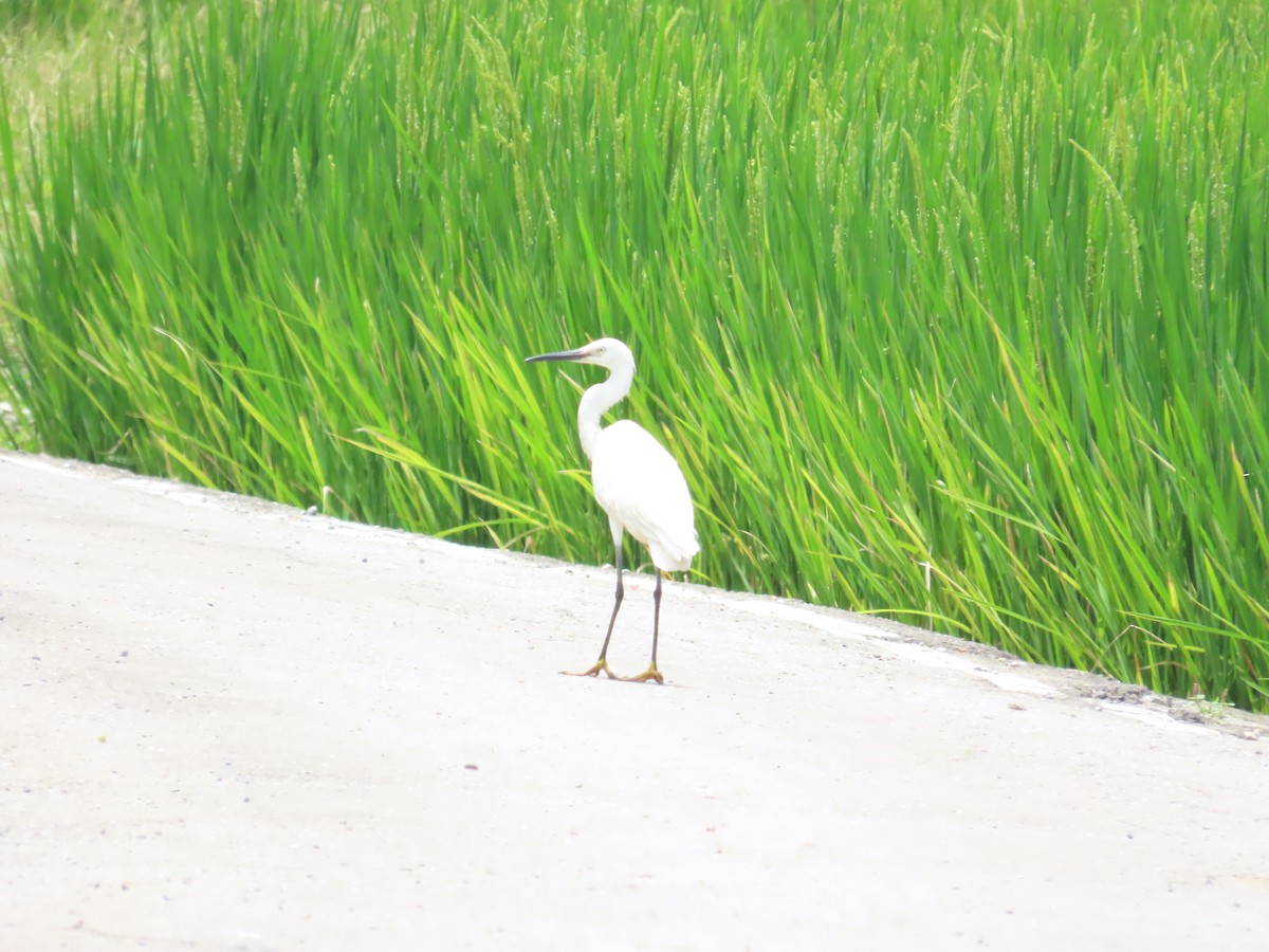 Little Egret - ML620442541