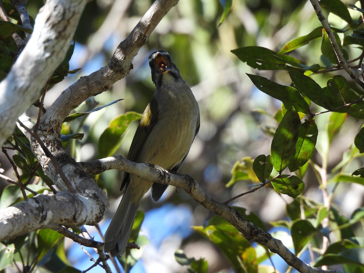 Green-winged Saltator - ML620442555