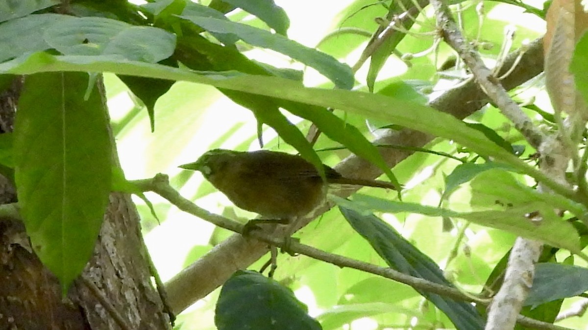 Gray-throated Babbler - ML620442560