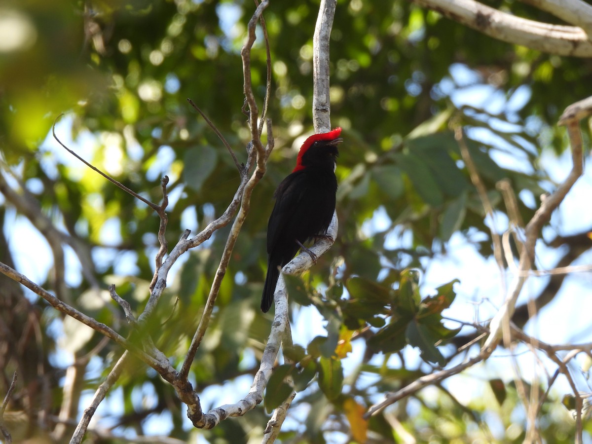 Helmeted Manakin - ML620442564