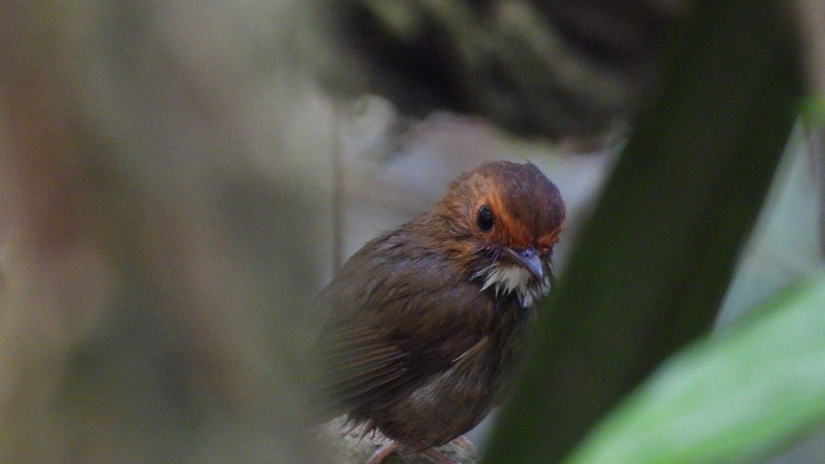 Rufous-browed Flycatcher - ML620442571