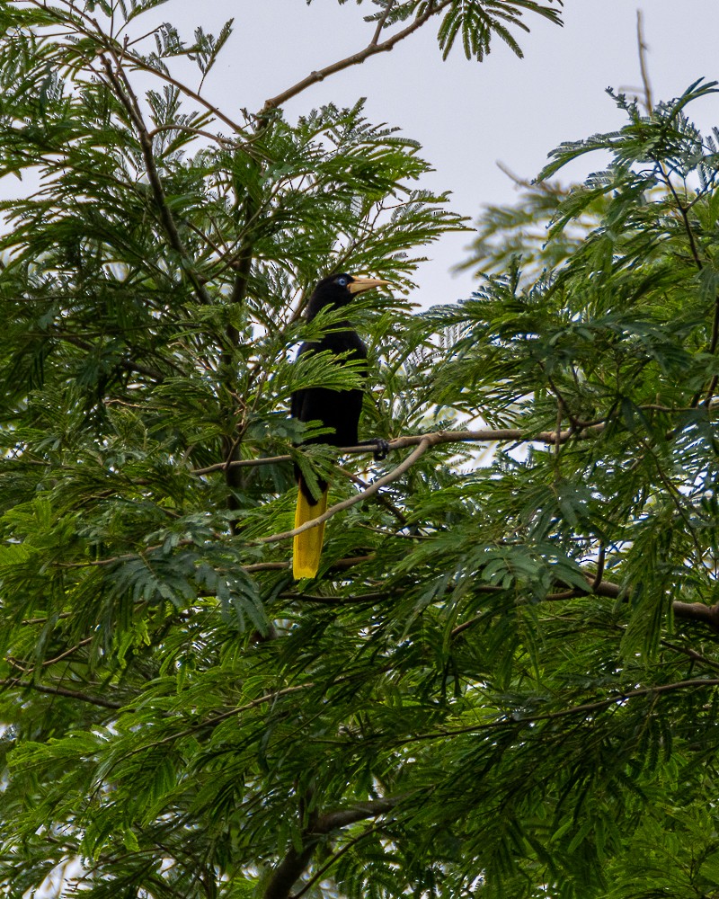 Crested Oropendola - Maria Paulina Lleras