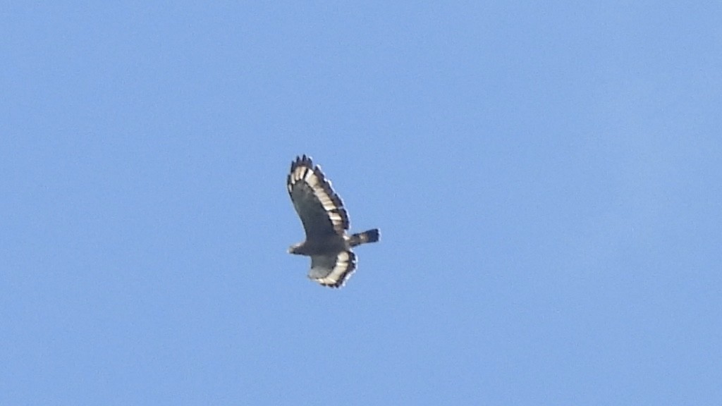 Crested Serpent-Eagle - Munish Gowda