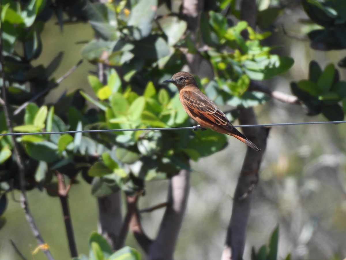 Cliff Flycatcher - ML620442578