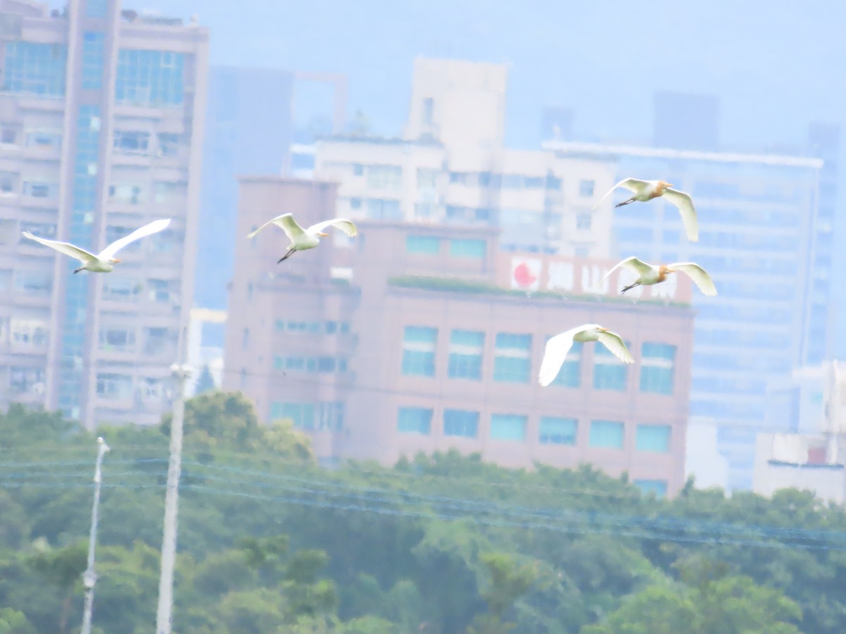 Eastern Cattle Egret - ML620442581