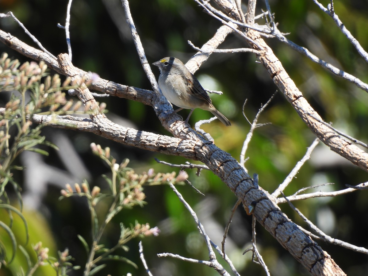 Grassland Sparrow - ML620442585