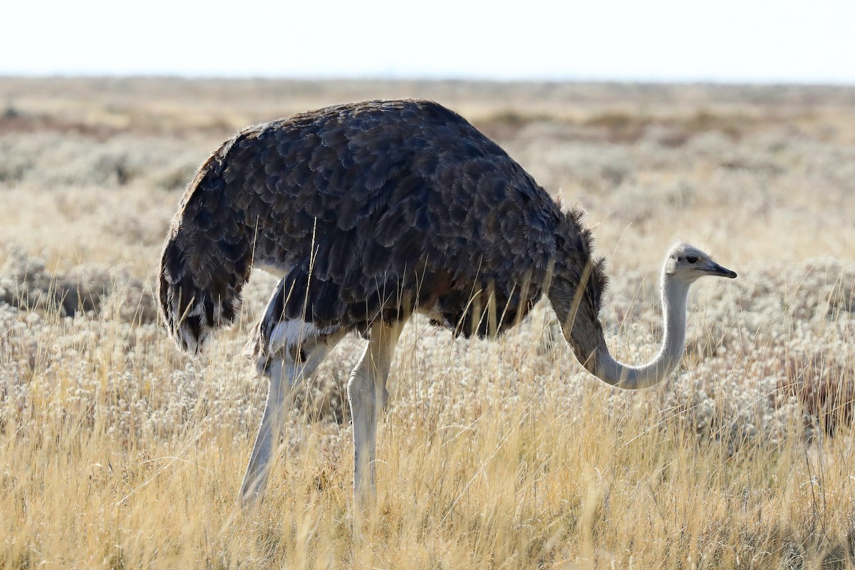 Common Ostrich - ML620442586