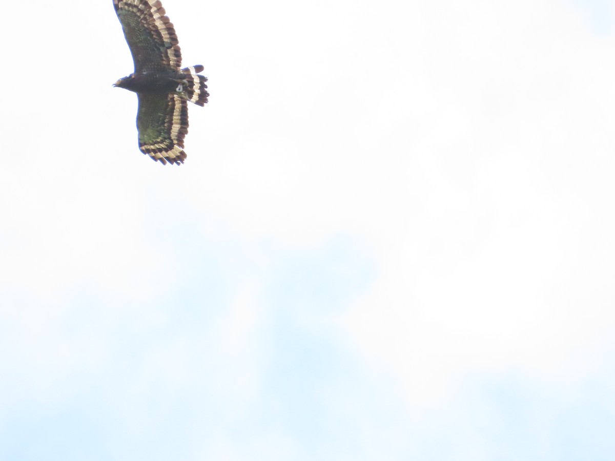 Crested Serpent-Eagle - ML620442591