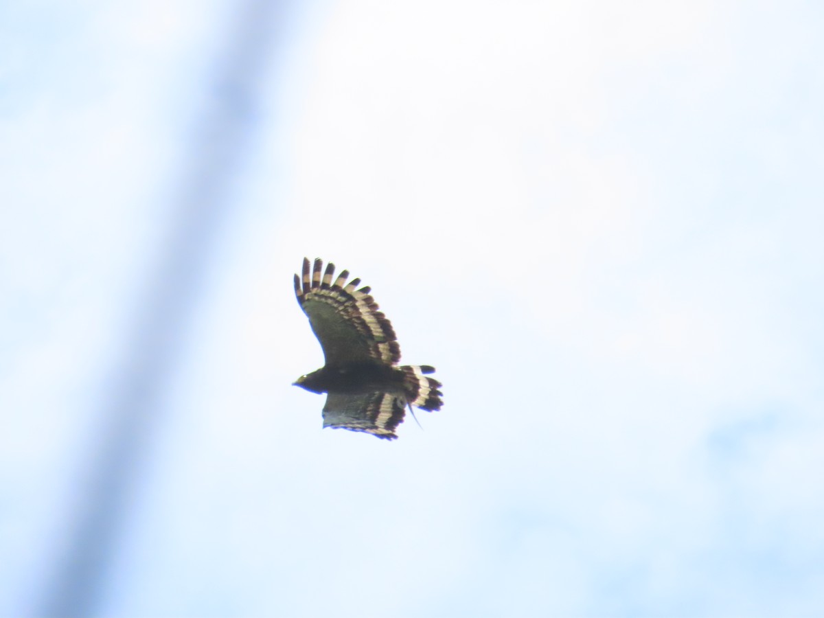 Crested Serpent-Eagle - ML620442598