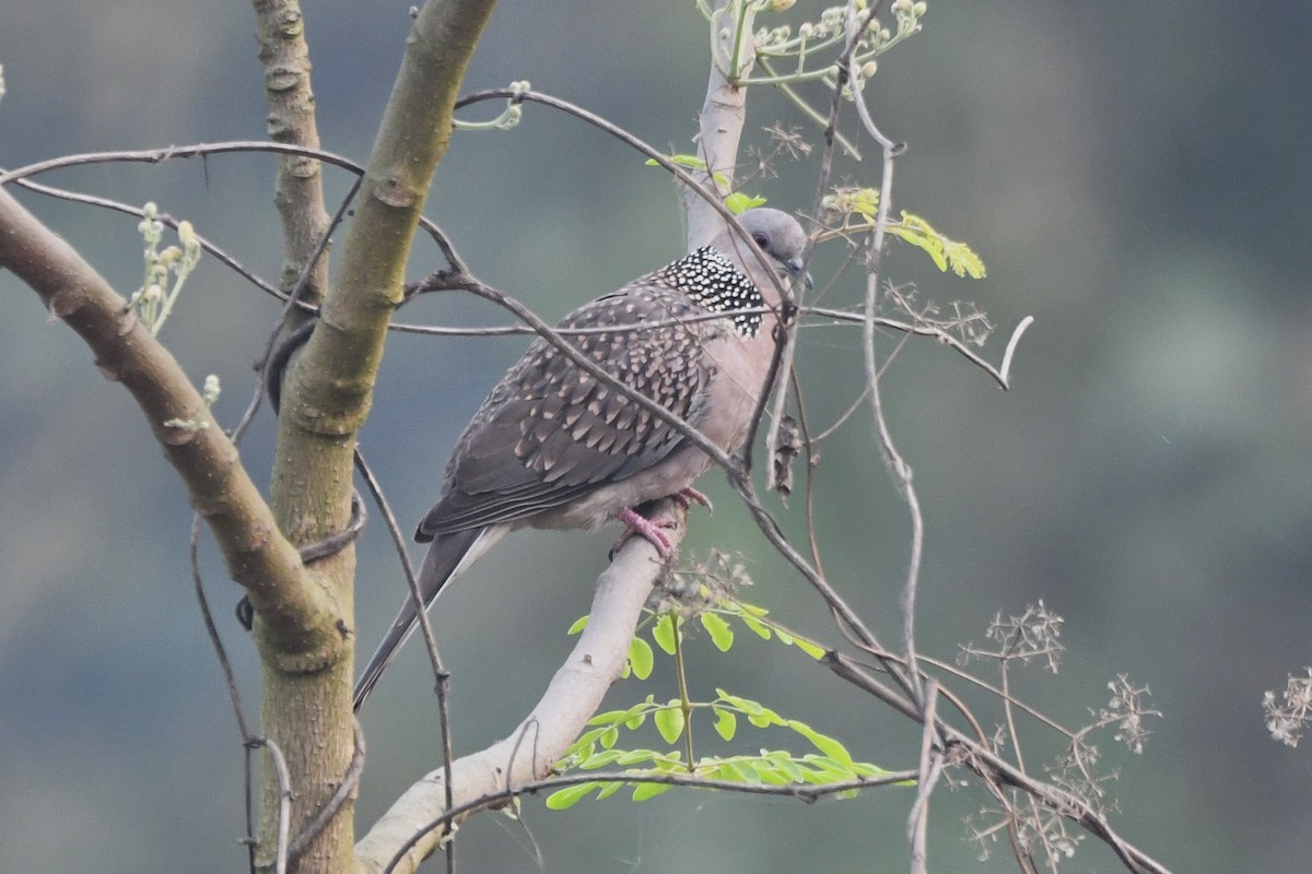 Spotted Dove - ML620442622