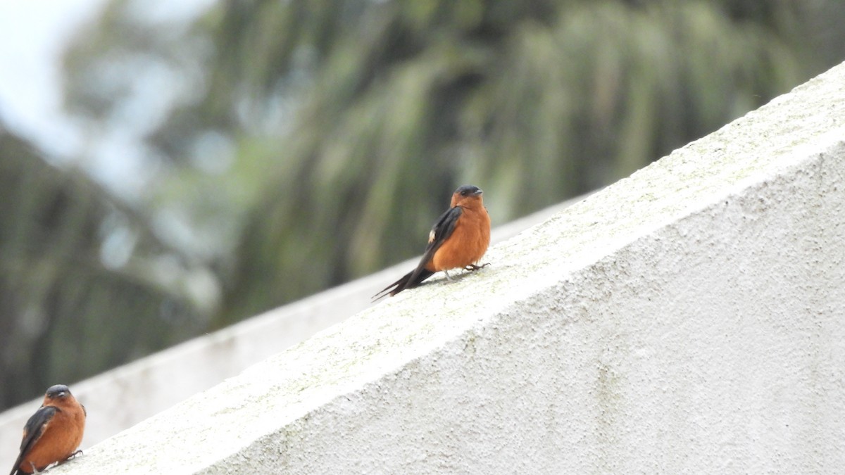 Rufous-bellied Swallow - Munish Gowda