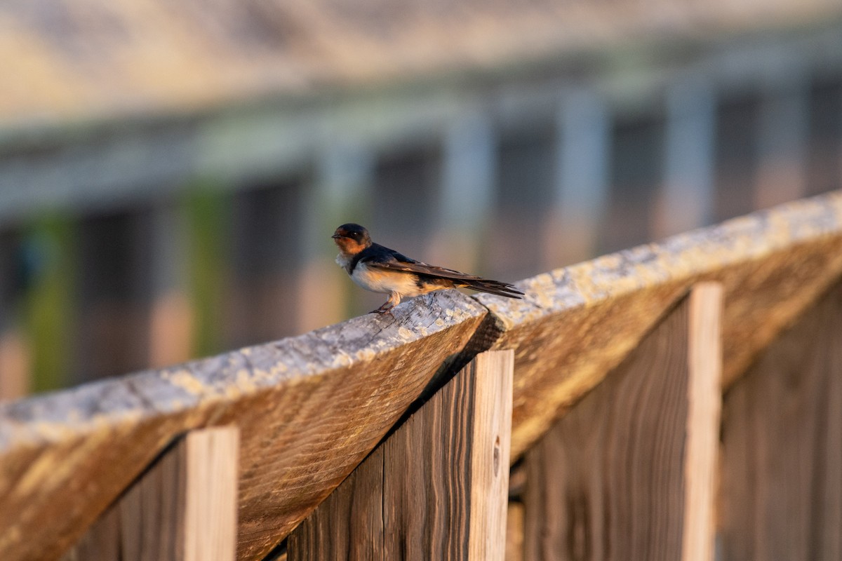 Barn Swallow - Tom Ramsey