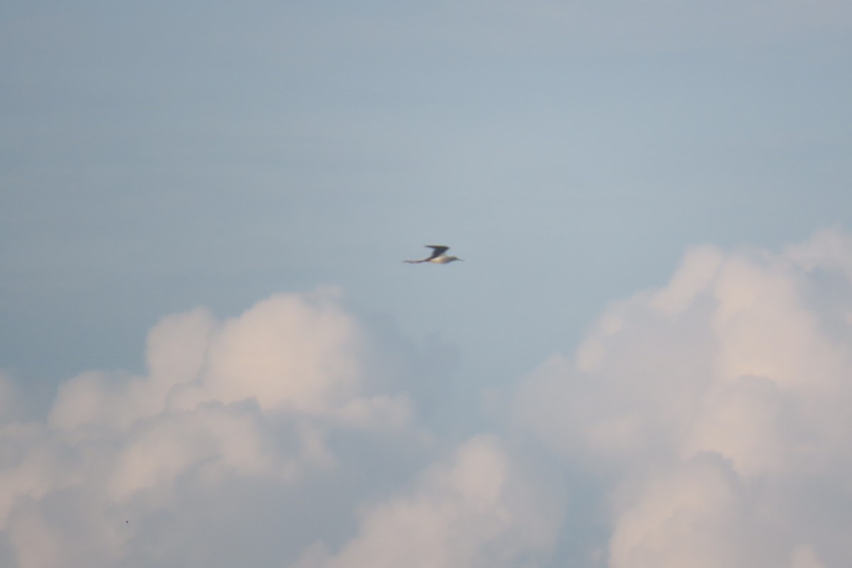 Black-winged Stilt - ML620442631