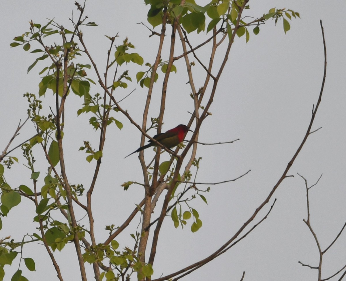 Crimson Sunbird - ML620442637