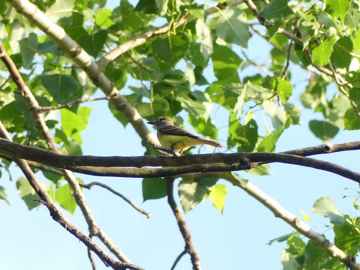Great Crested Flycatcher - ML620442638