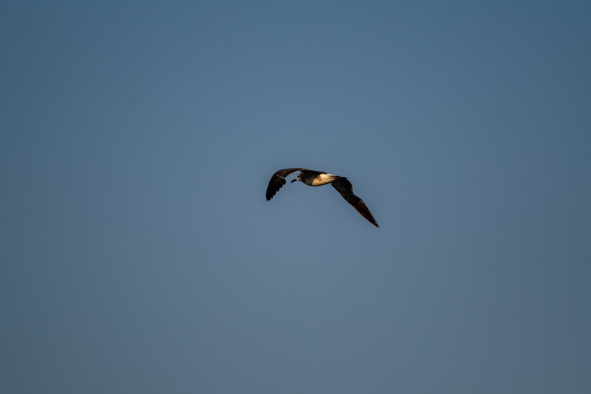 Mouette atricille - ML620442644