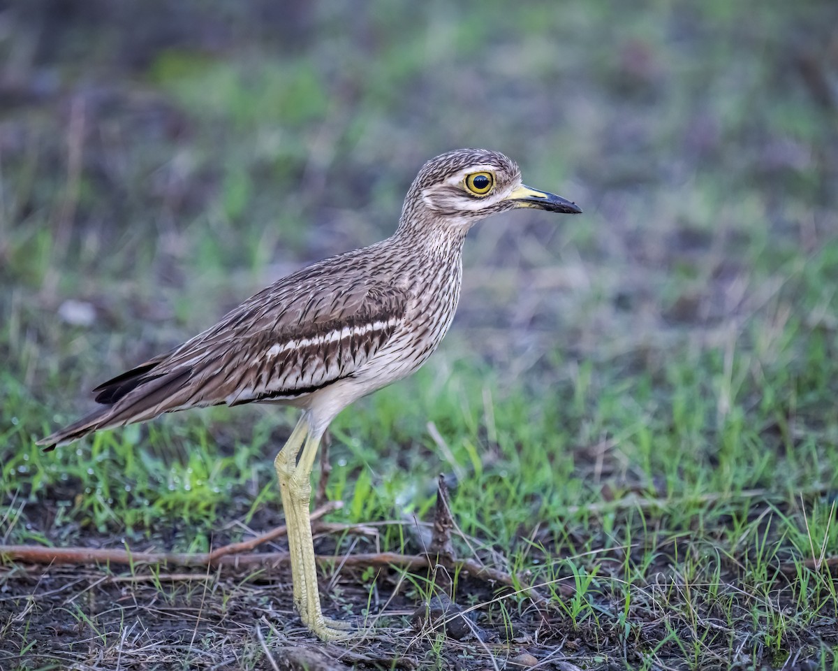 Indian Thick-knee - ML620442648