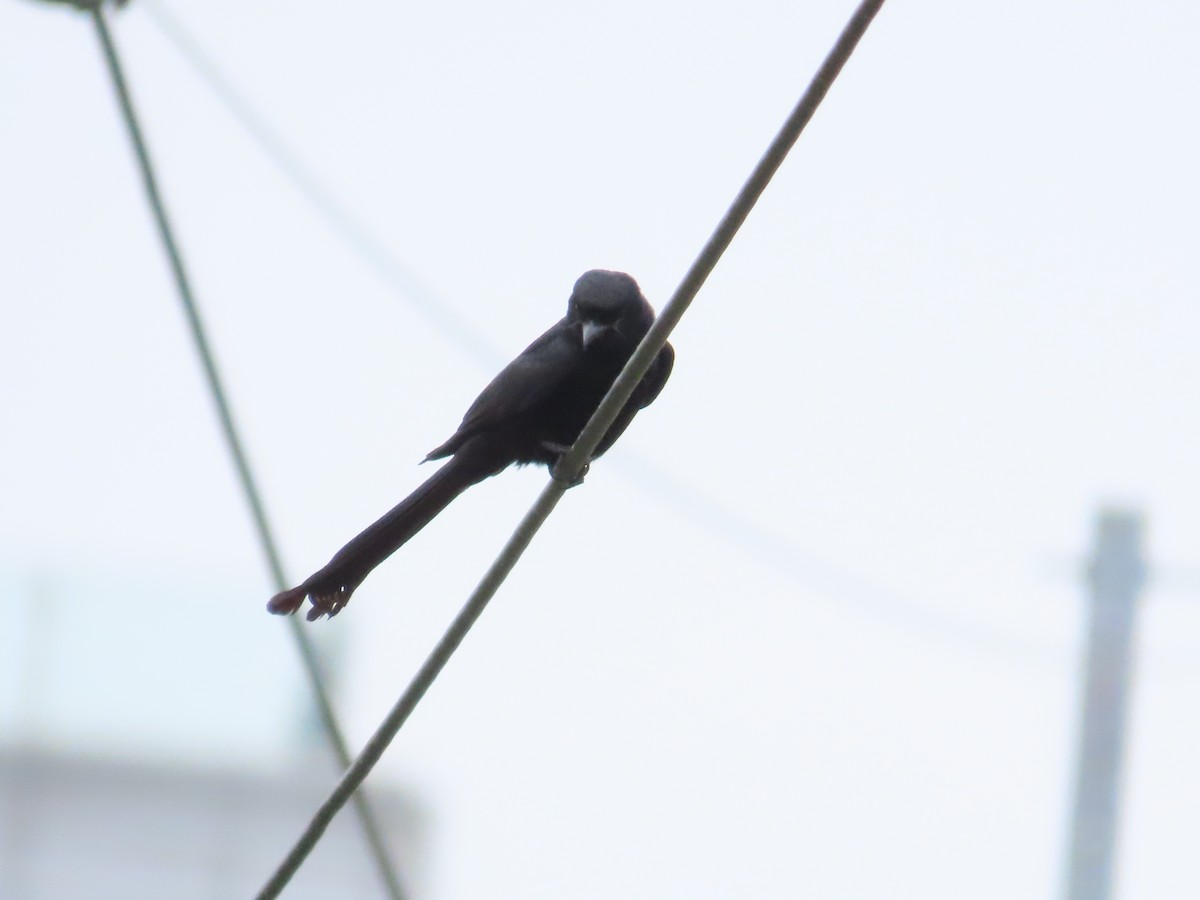 svartdrongo - ML620442650