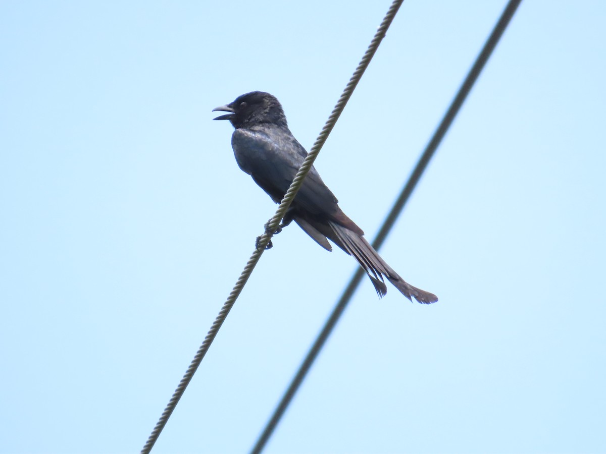 Black Drongo - ML620442651