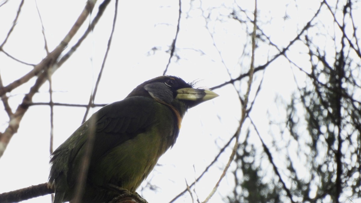 Fire-tufted Barbet - ML620442658