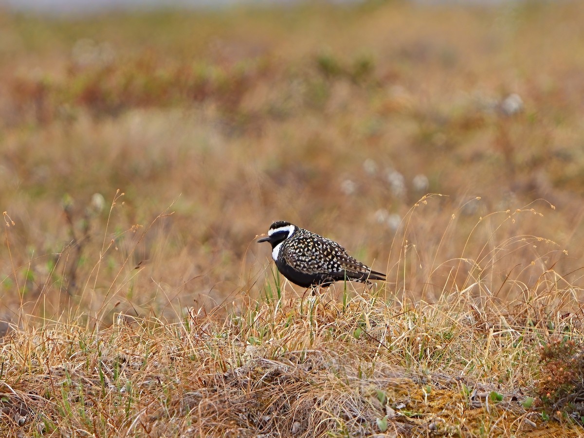 American Golden-Plover - ML620442666