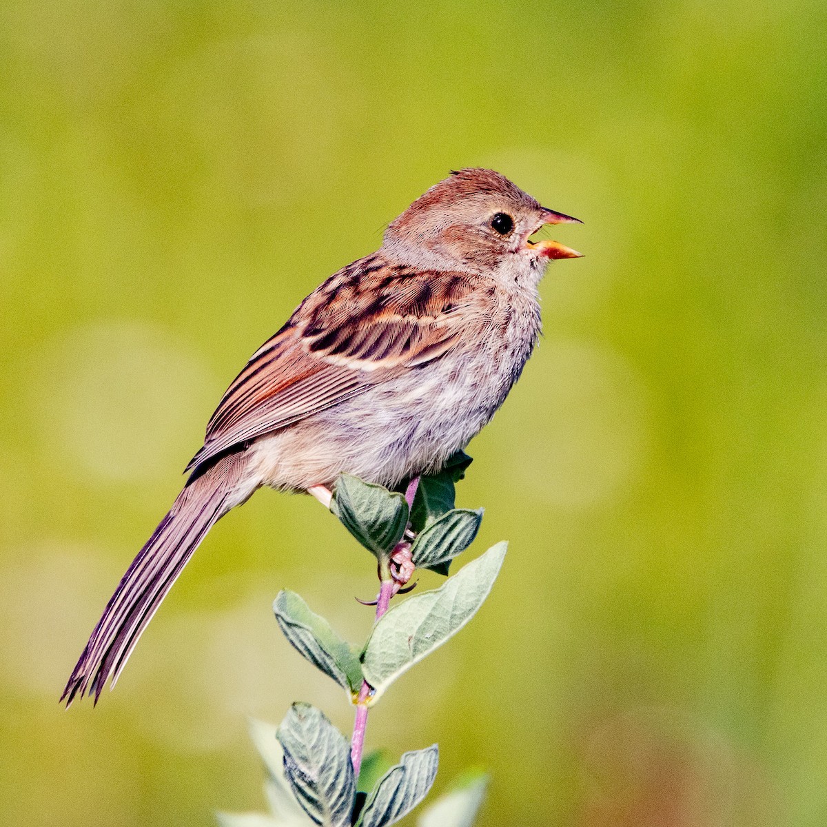 Field Sparrow - ML620442668