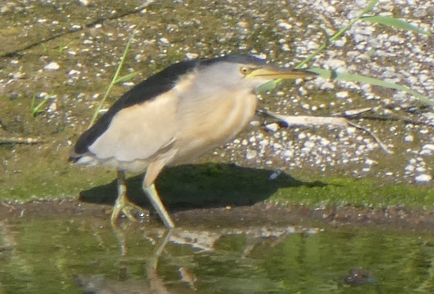 Little Bittern - ML620442669