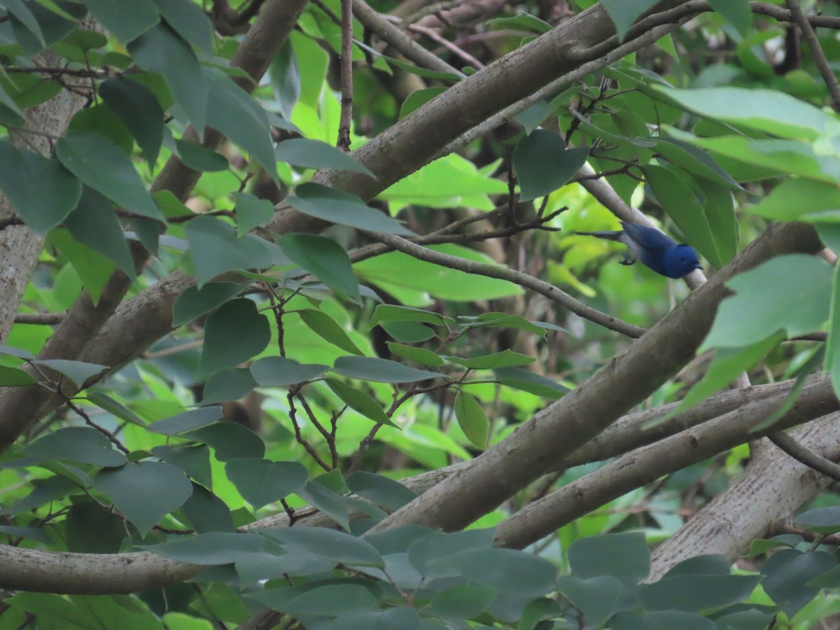 Black-naped Monarch - ML620442670