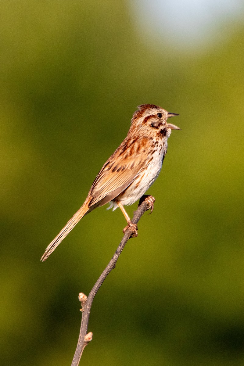 Song Sparrow - Daniel Day