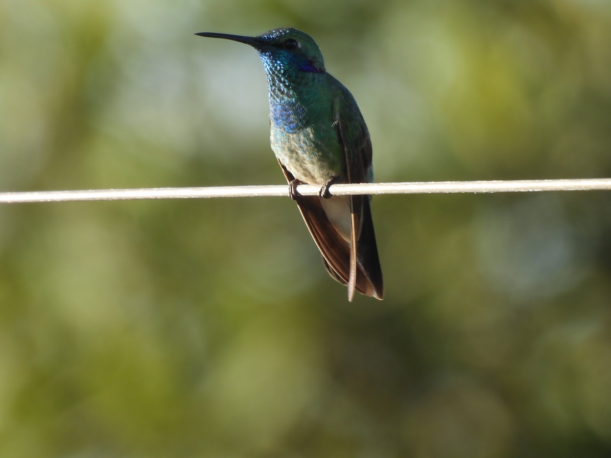 White-vented Violetear - ML620442681