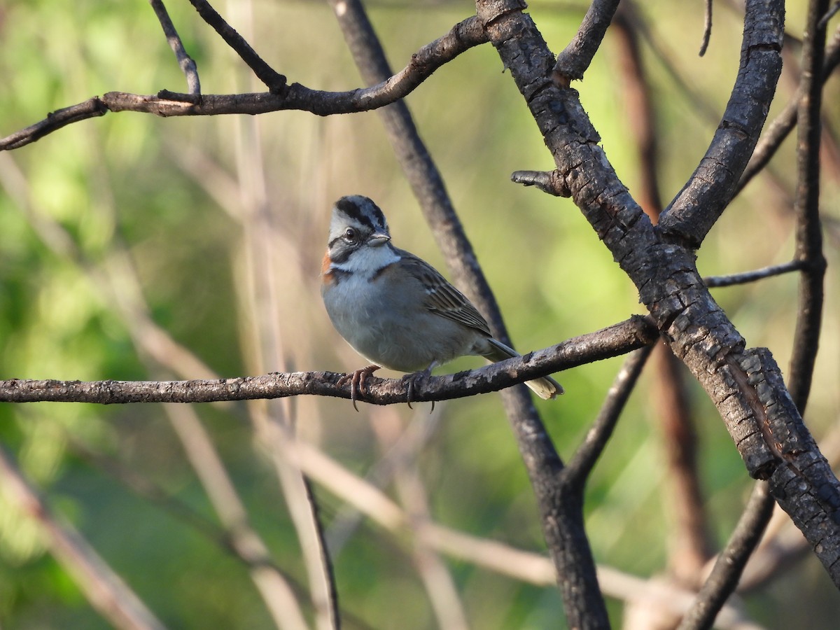 Rufous-collared Sparrow - ML620442684