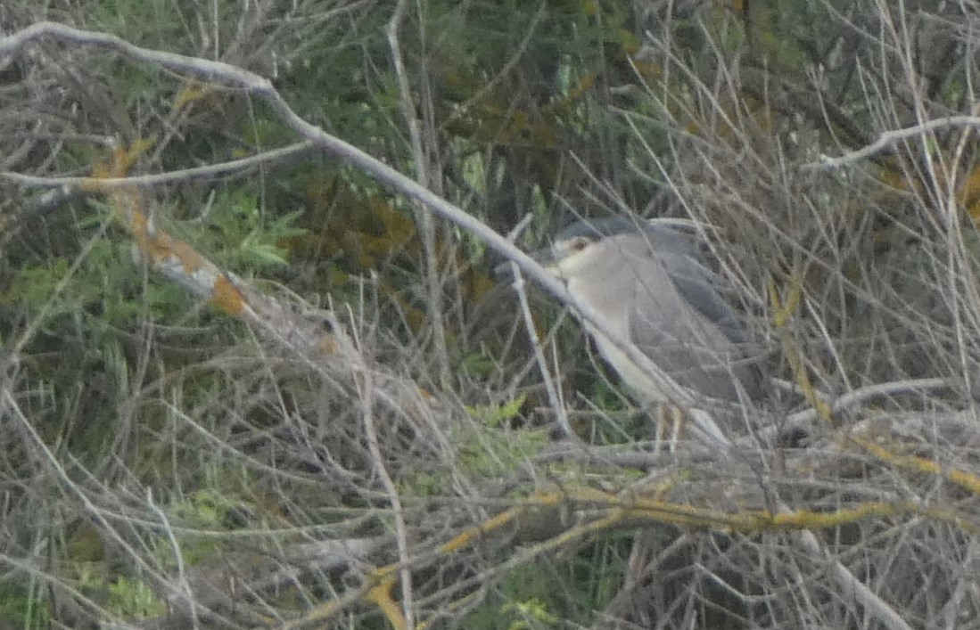 Black-crowned Night Heron - ML620442685