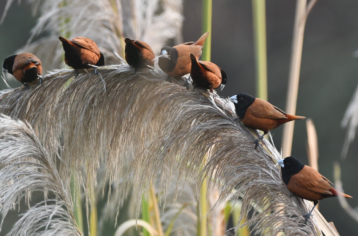 Chestnut Munia - ML620442687