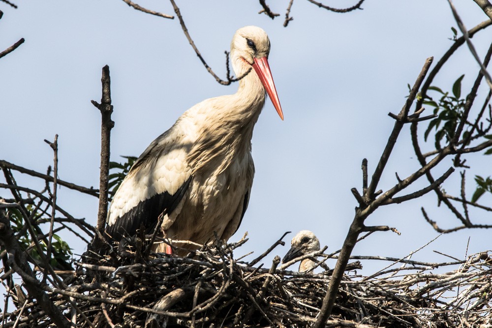 White Stork - Jean-Guy Papineau