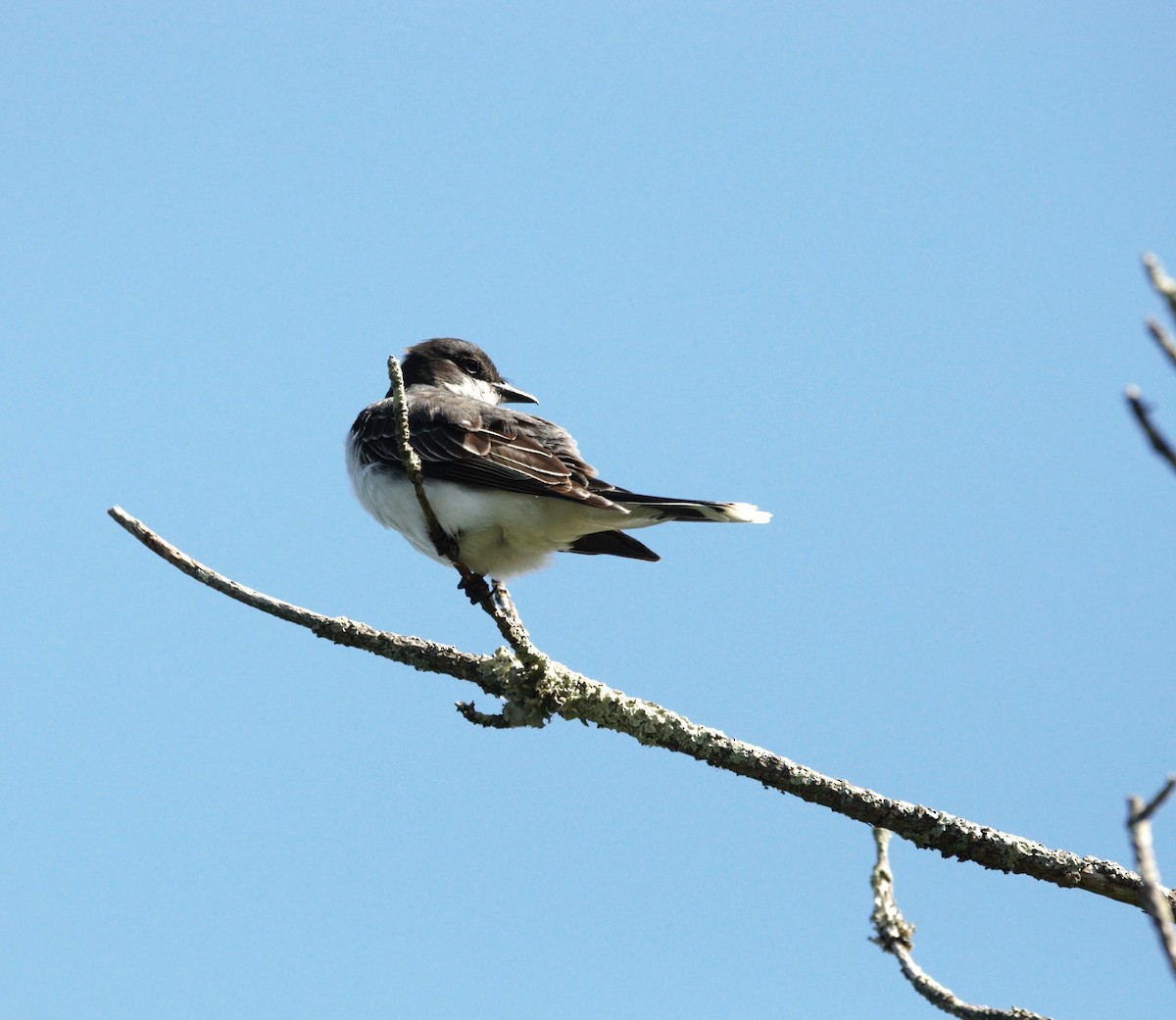 Schieferrücken-Königstyrann - ML620442704