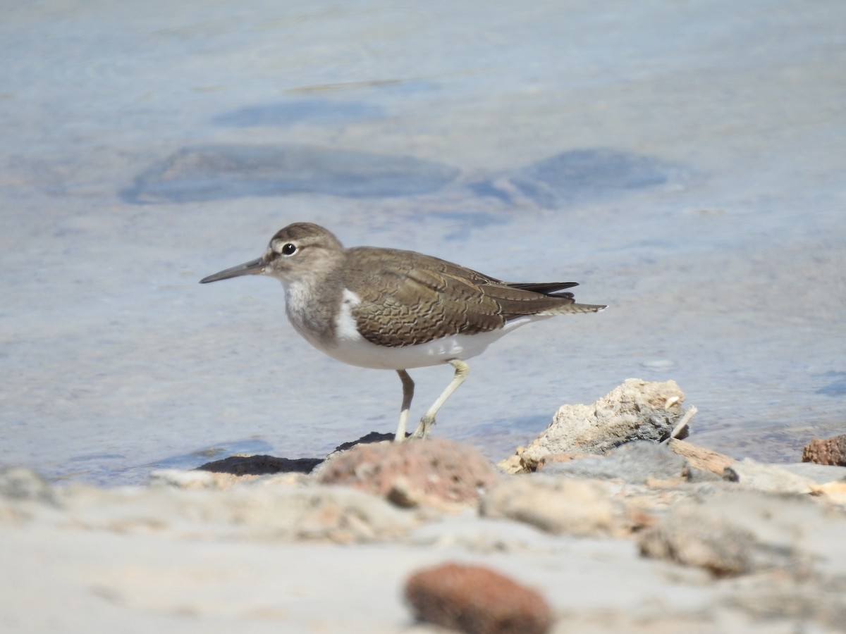 Common Sandpiper - ML620442705