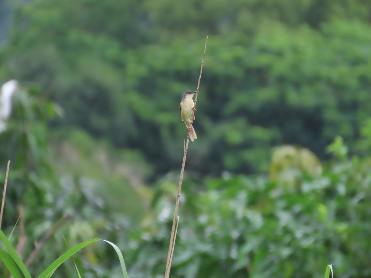 Yellow-bellied Prinia - ML620442706