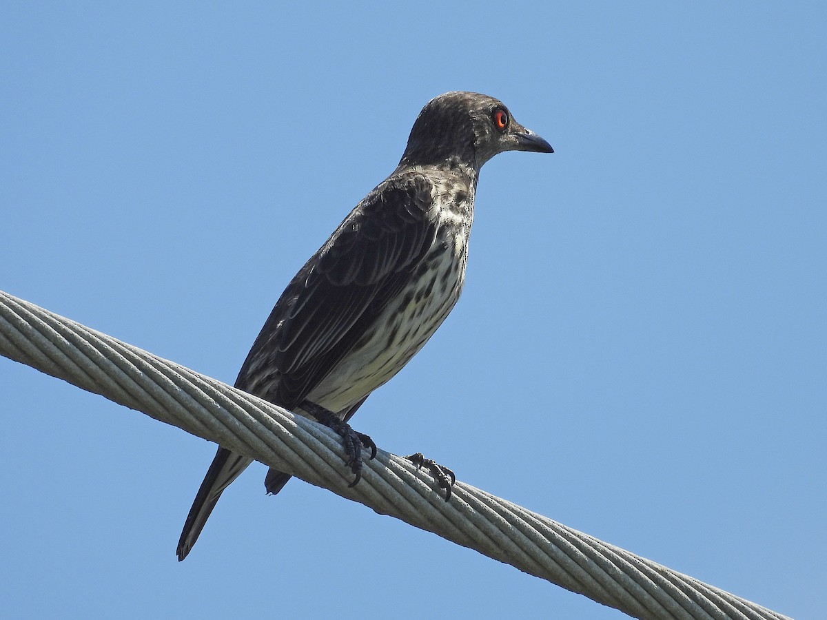 Asian Glossy Starling - ML620442708