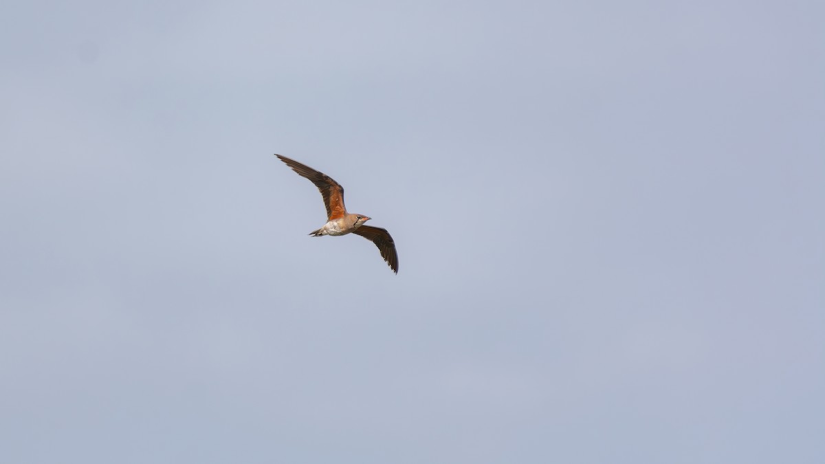 Oriental Pratincole - ML620442712