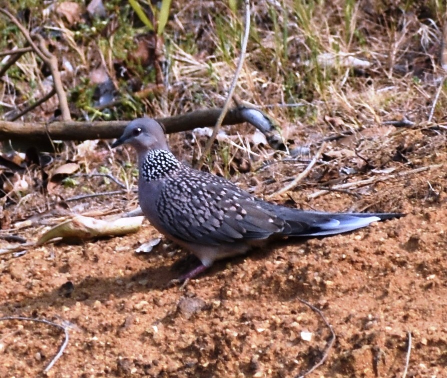 Spotted Dove - ML620442718