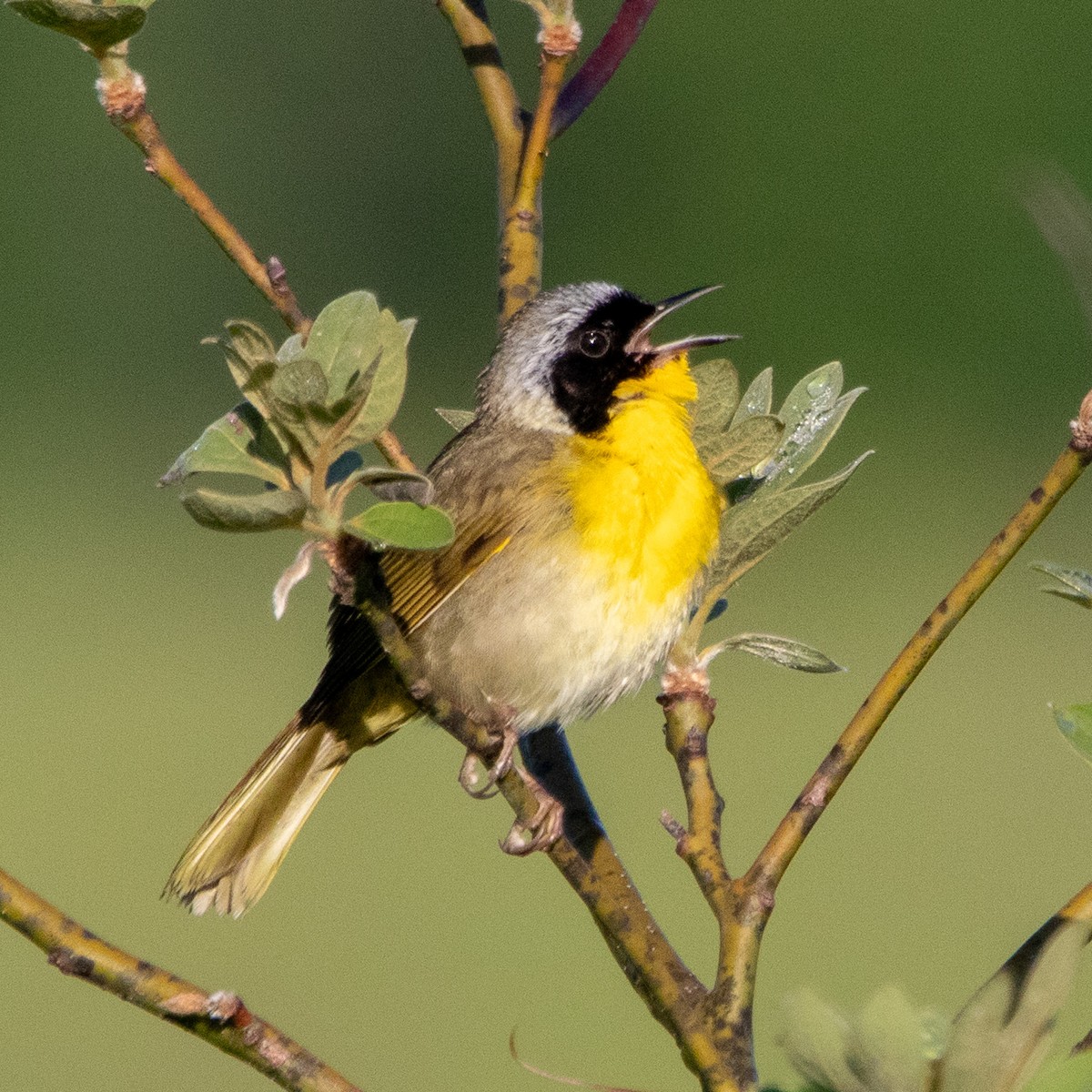 Common Yellowthroat - ML620442719