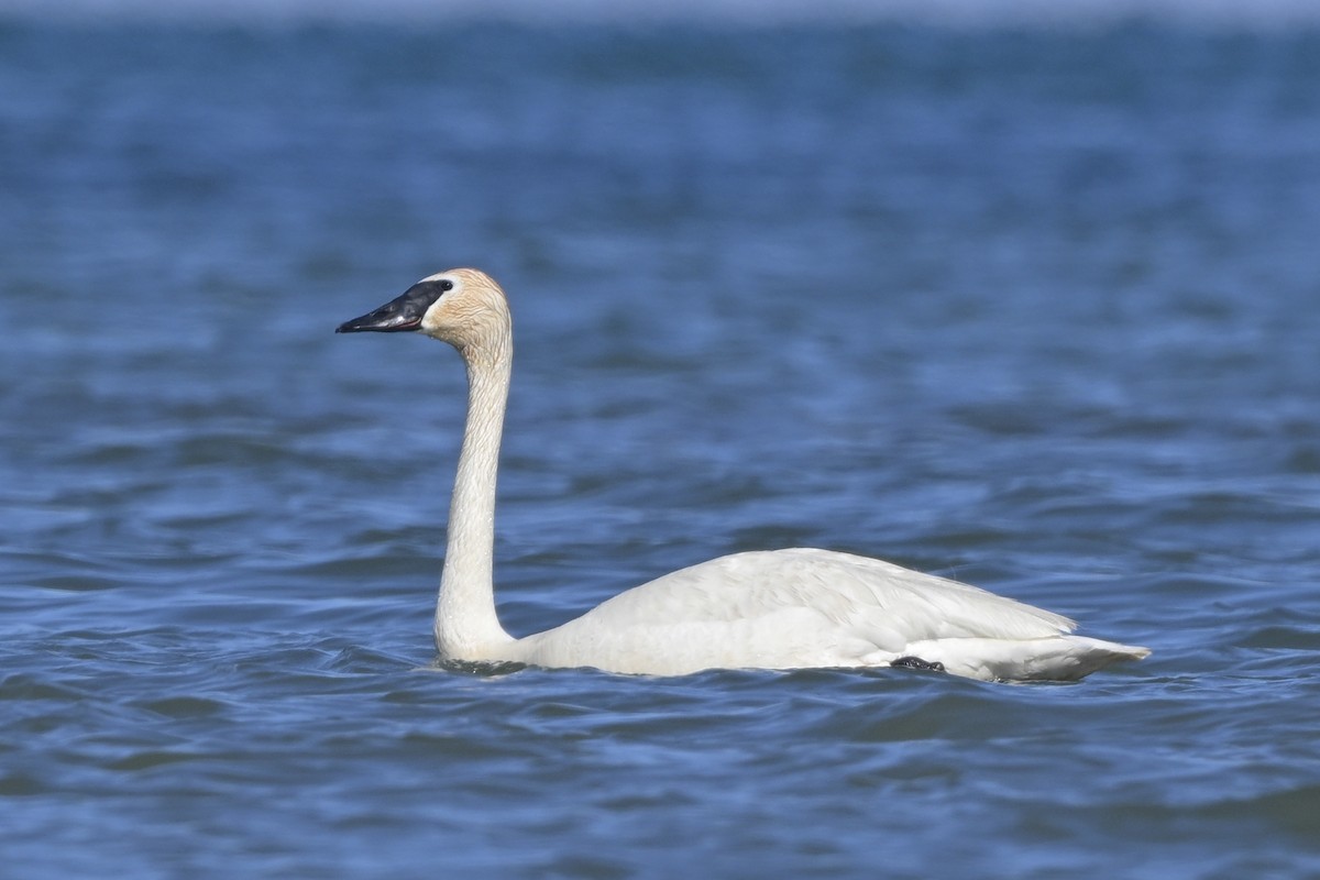 Trumpeter Swan - ML620442724