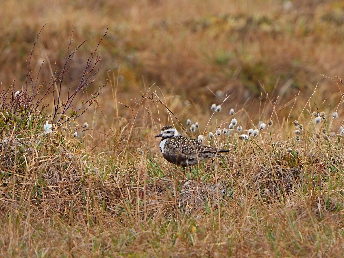 American Golden-Plover - ML620442725